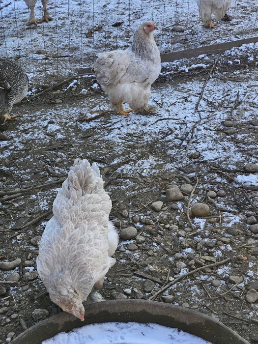 Brahma Isabel / puicuțe