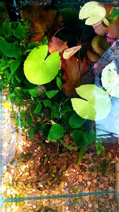 Продам аквариум 60х40х20