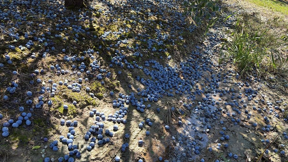 Prune de vanzare ciorasca ,stanley si anaspet
