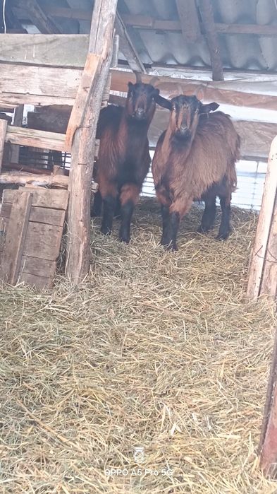 Vând capre cu iede