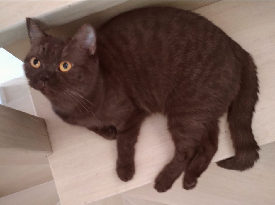 British shorthair ciocolata