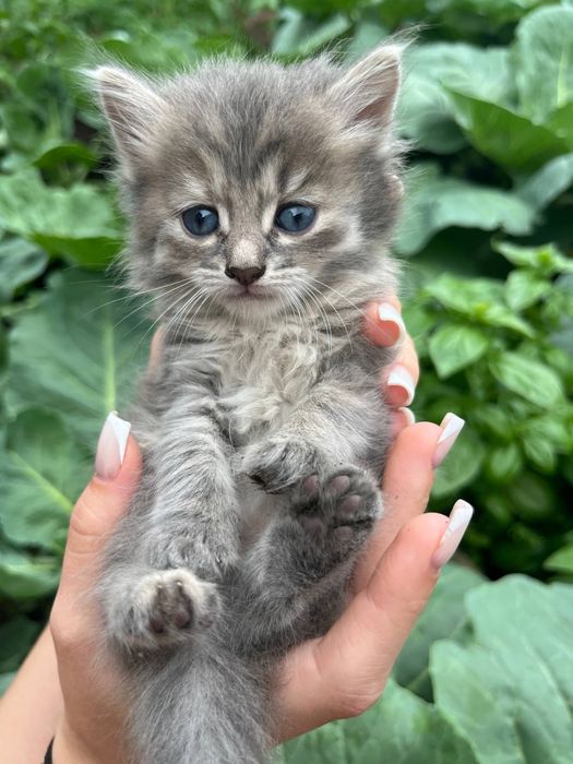 Отдам котят в добрые руки