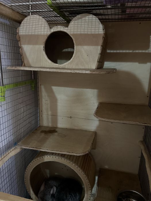 Шиншиллы с клеткой