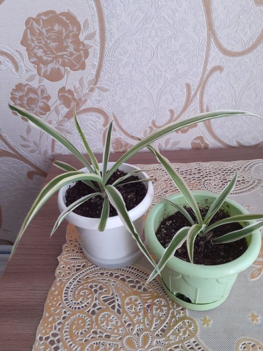 Хлорофитум.