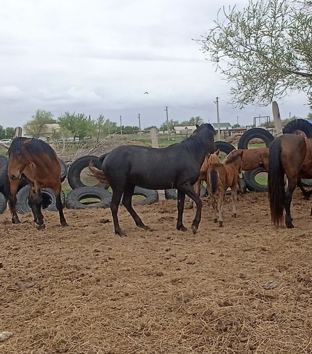 Продается кобыла