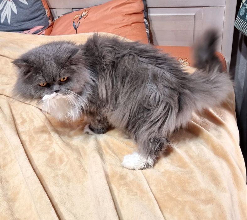 Котик ищет новую семью