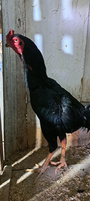 Продам  бойцовых   петухов  и курей