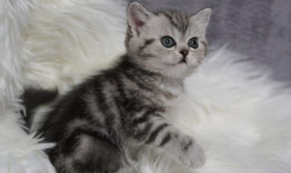 Шотланские котята