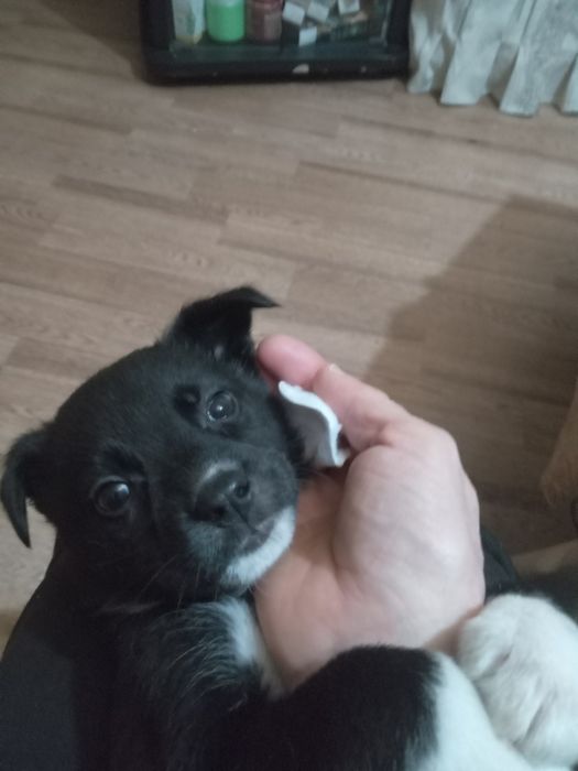 Подарю красивых щенков.