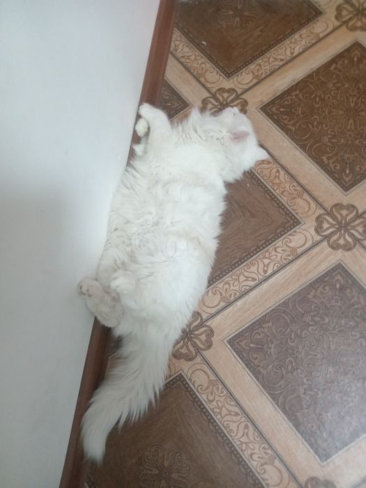 Турецкая ангорка