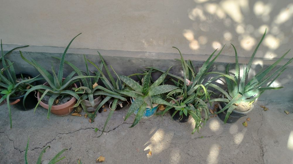 Алоэ домашние в огромном количестве