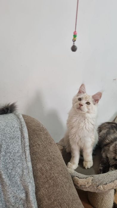 Продаются котята породы мейн кун