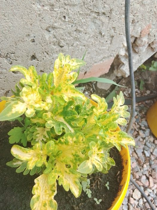 Продам колеусы срезы