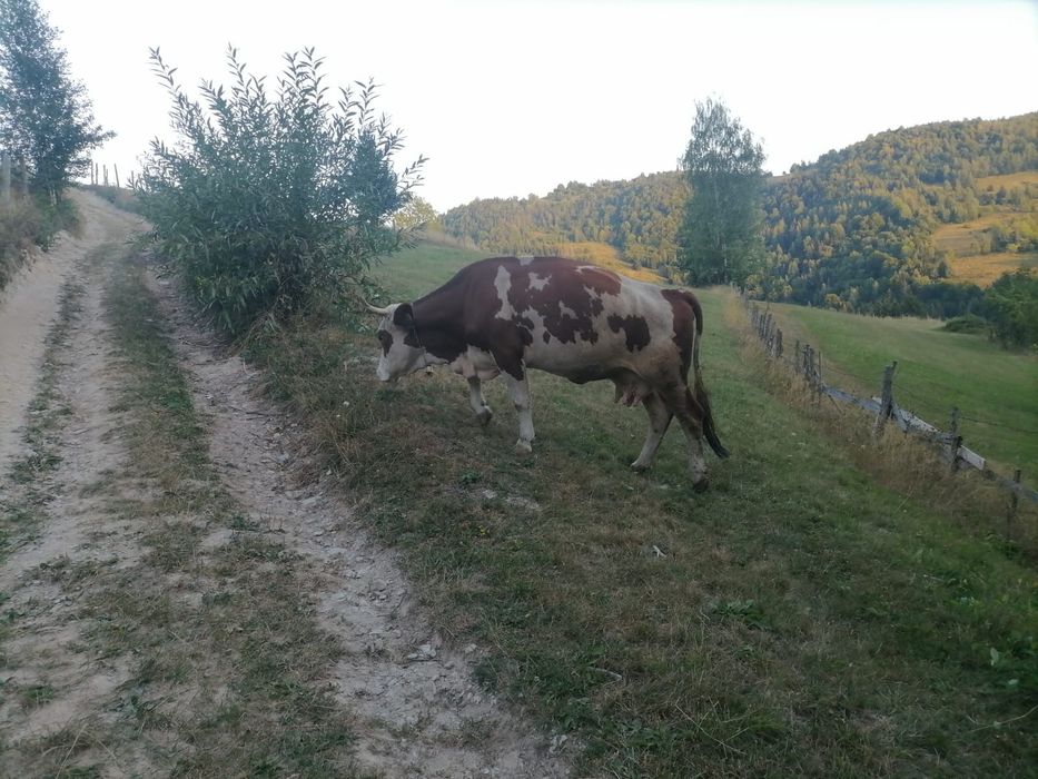 Vând vacă cu vițea