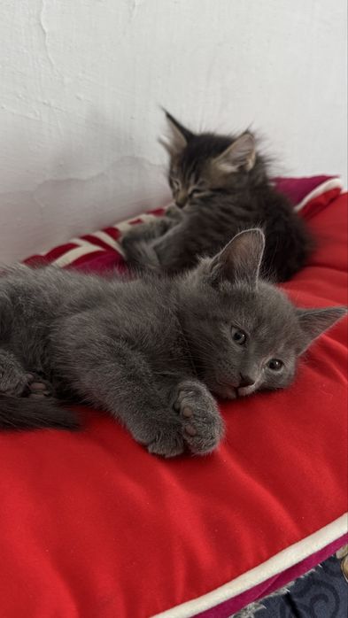 Котенок | кошка | мысық