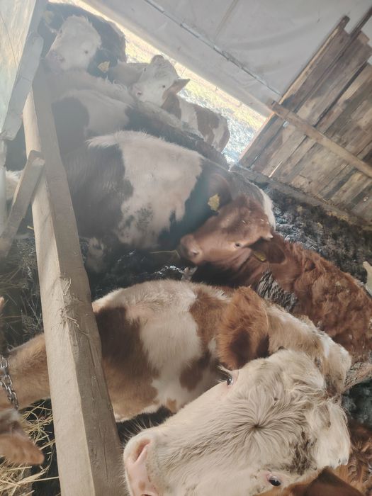 Viței cu media de 250kg