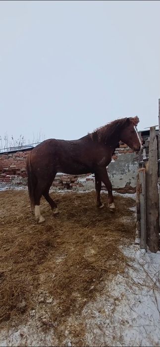 Продам лошадей,  жеребцы стоят на откорме