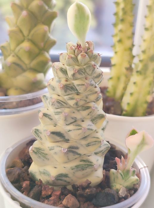 Euphorbia Growing Variegata