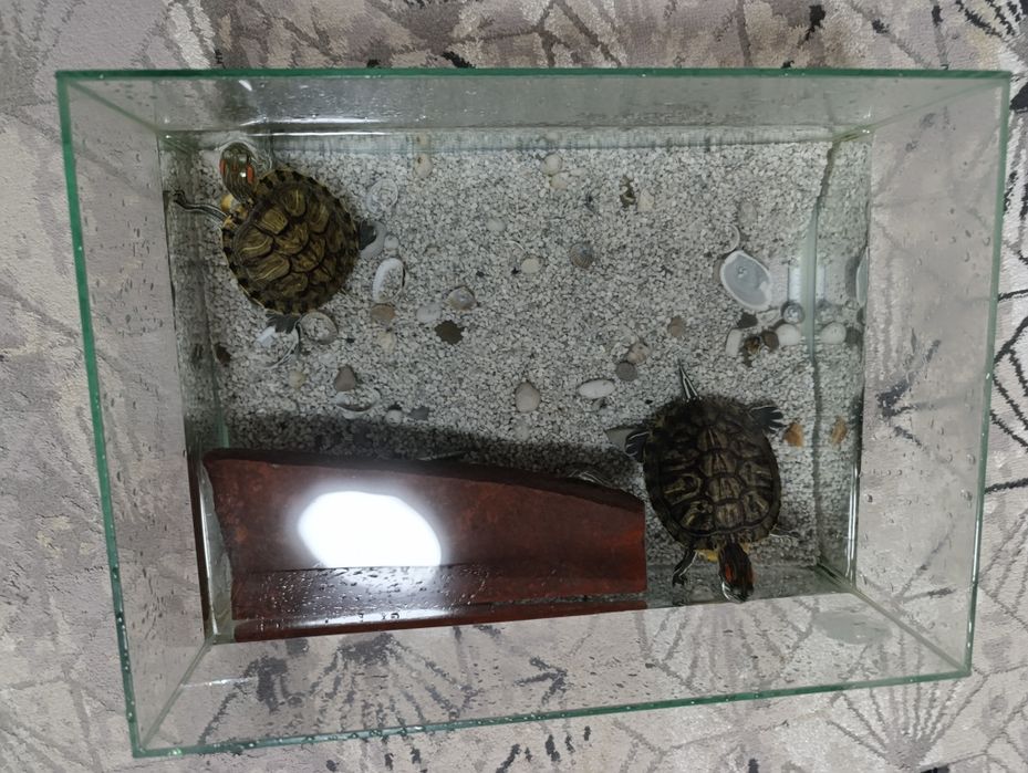 Продам водных черепах