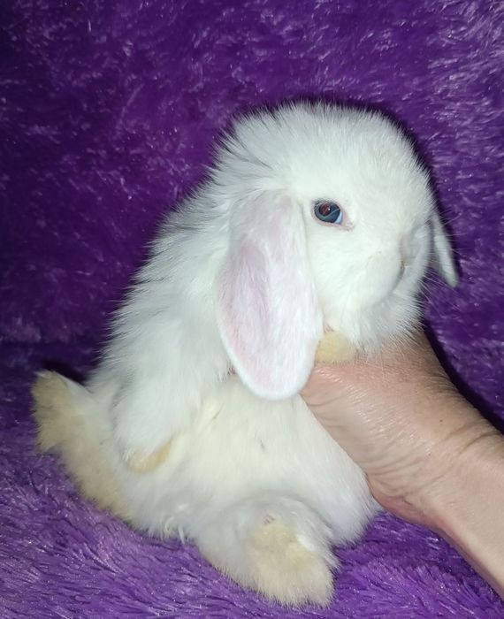 Продаются декоративные кролики (карлики)