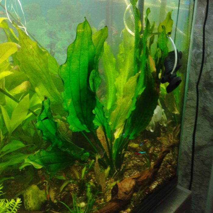 эхинодорус аквариумное растение