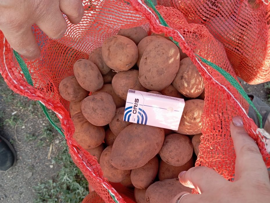 Домашний картофель