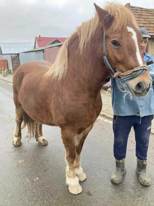 Iapã de vânzare !!!