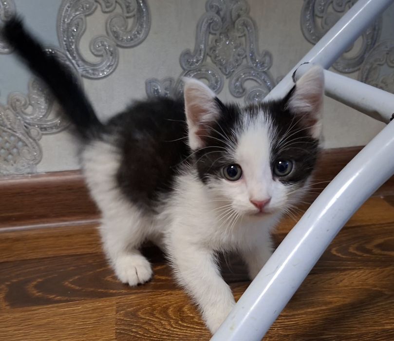 Котята хорошие руки