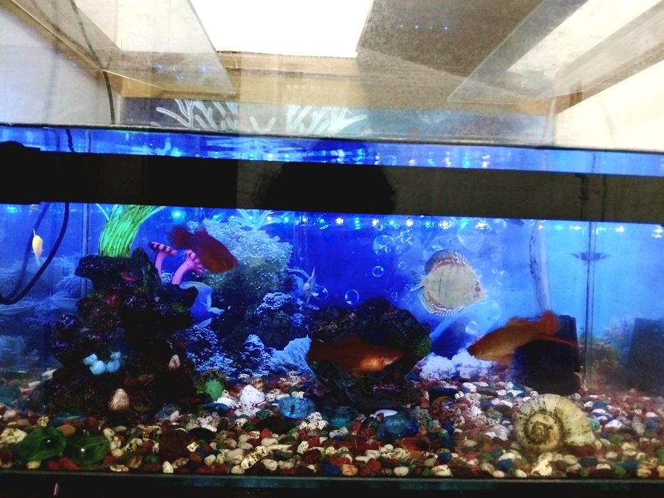 Аквариум 40 литров