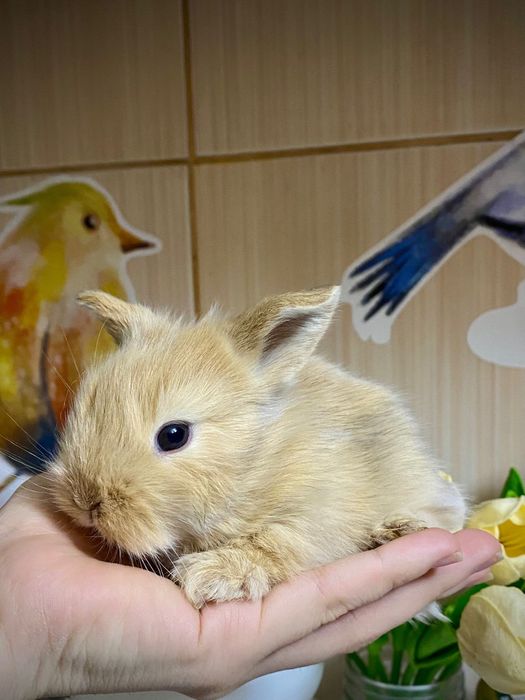 Iepurasi  cap de leu