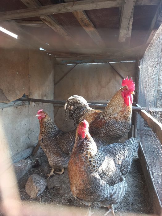 Bilfelder/Билфельдер/товук/tovuq