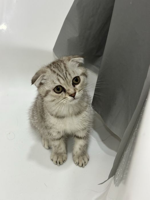 Sotiladi: Scottish Fold  mushukcha