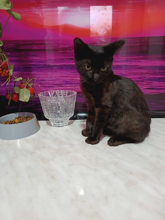 Когда Ночь Раскрывает Тайну (Мальчик 6 мес.)