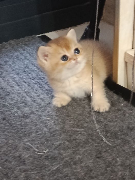 Продаётся котёнок британский
