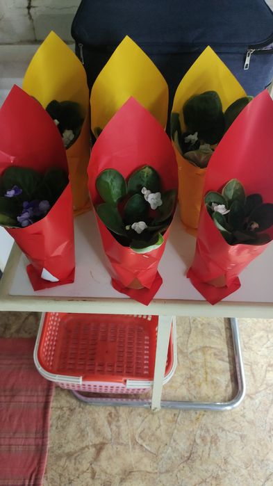 Домашние цветы. Фиалка.