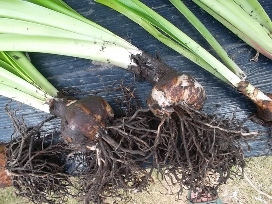 Цветок гипераструм