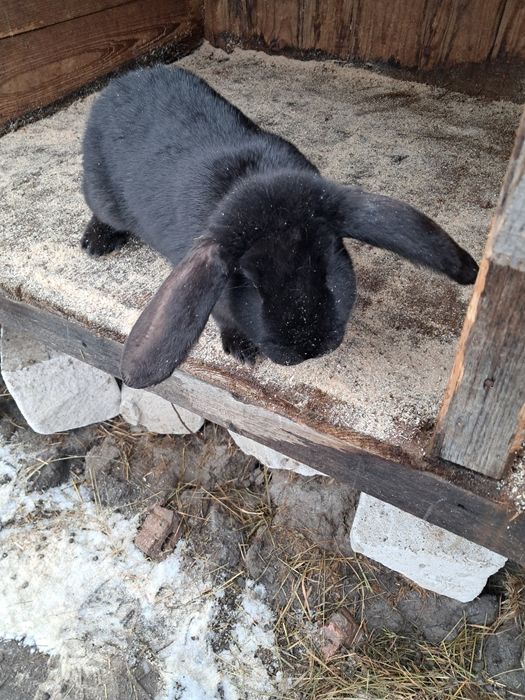 Iepuri berbec german