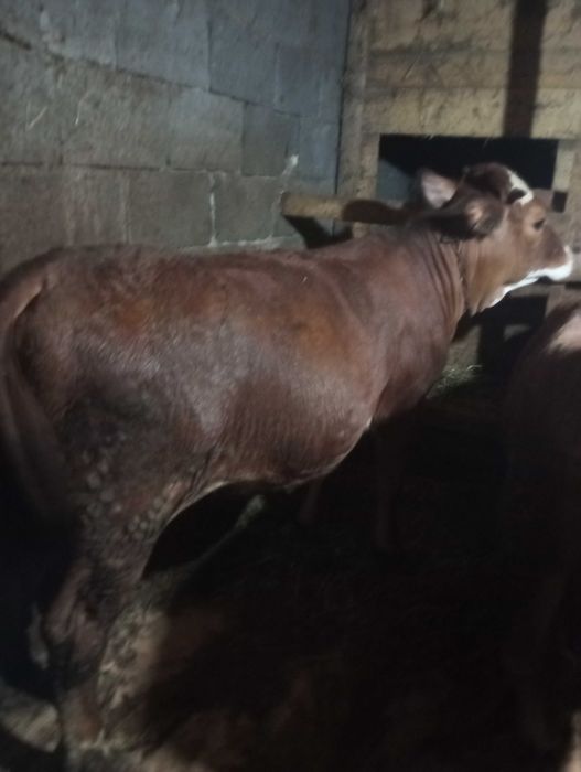 Vând vițică de un an jumătate