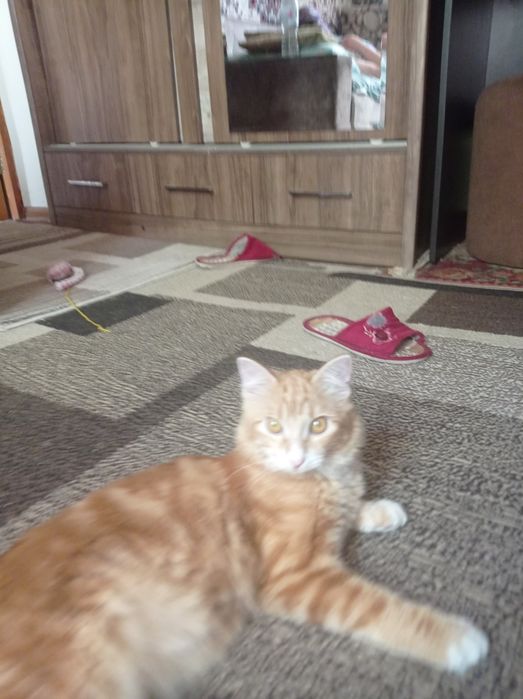 Отдам кота в хорошие руки