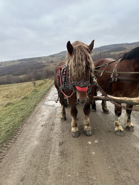 Vand armasar 2 ani jumate