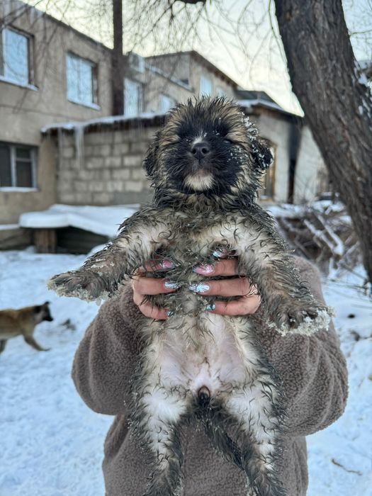 Малыши ищут дом!    .