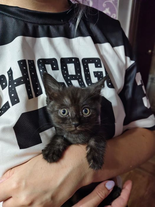 Отдам шотландских котят