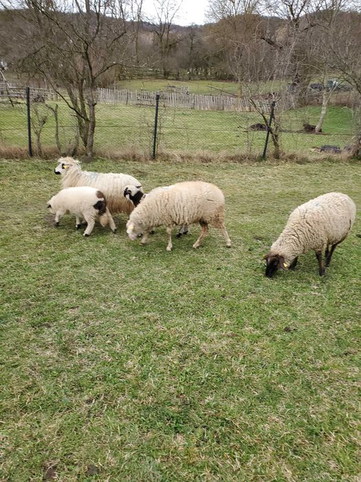 Vand oi cu miei dupa ele