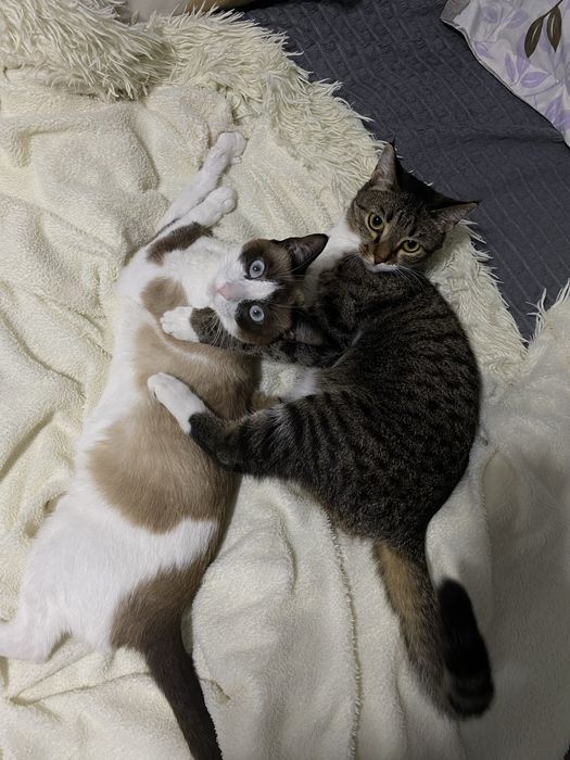 Отдам кошку, 1,5 года