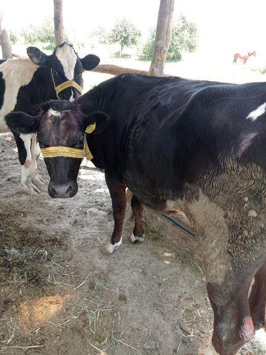 Голиштин парода гуножин сотилади