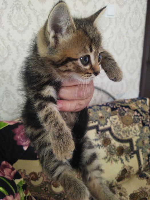 Отдам котиков в добрые руки