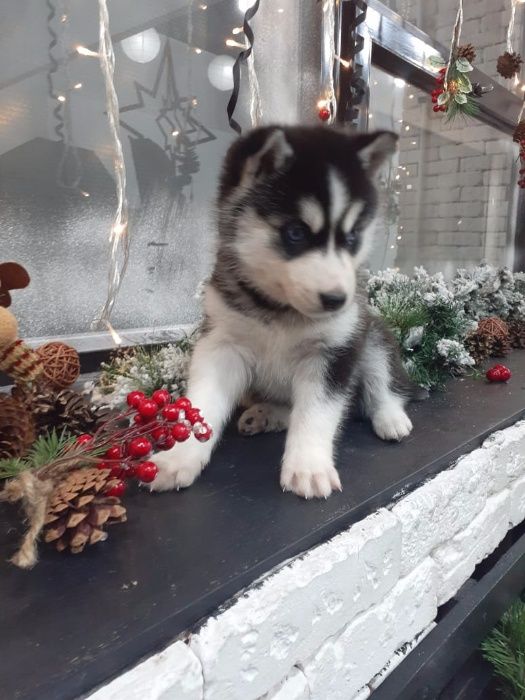 Хасята с фотоссесии