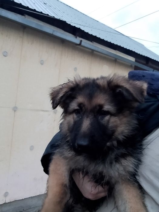 Продаём щенков немецкой овчарки