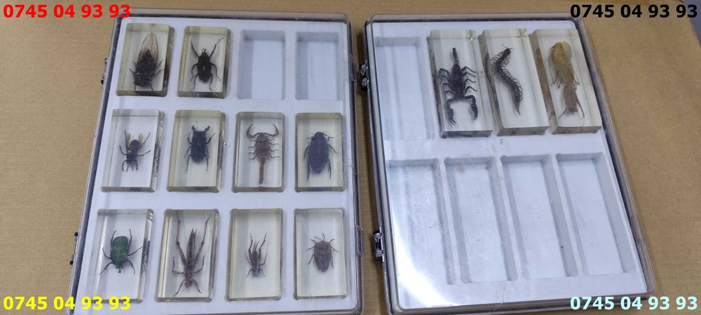 insecte DEAGOSTINI PRET pe toate 13 si 2 cutii