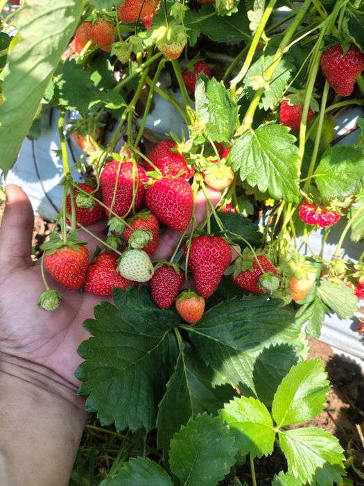 Продам рассаду разных сортов